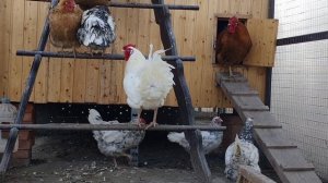Порода кур Пушкинская — одна из самых популярных в России НЕСУШКА