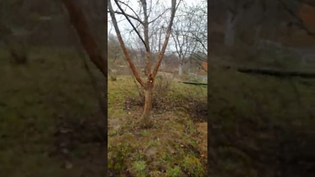 Дача в Чувашии. Большая ошибка в обрезке деревьев! смотреть онлайн