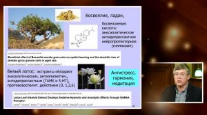 Нейропарфюм для медитации и расслабления. Профессор нейрофизиологии и биологии МГУ Дубынин В. А.