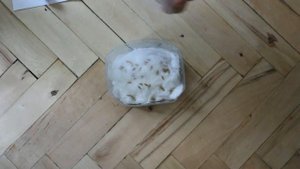 Как вырастить свежую травку для хомяка