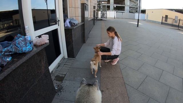 huskiesterra husky хаски Хаски ревнует к Шибе! Первая тренировка Ами и Арчик против