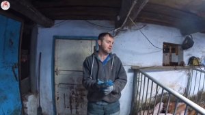 Вес поросят породы пьетрен, пьетрен/ландрас в 3 месяца.