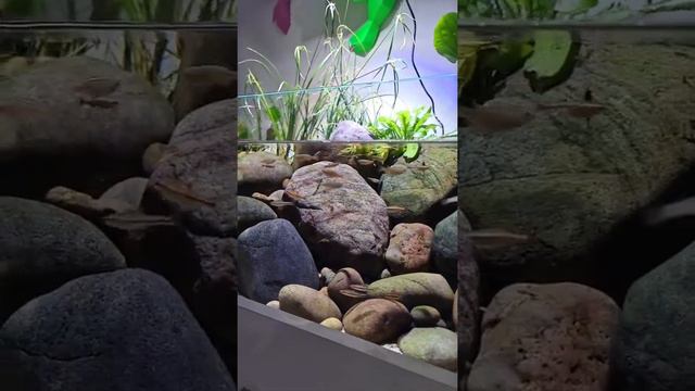 Amazing Freshwater Aquascaped Aquarium