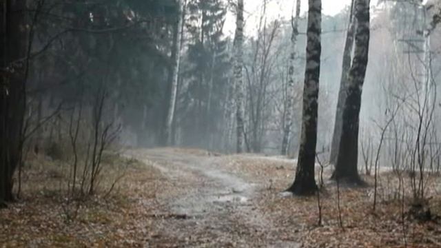 Ивантеевка, лес. 4.11.2014 смотреть онлайн