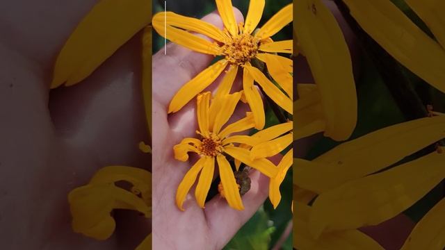 Бузульник Дездемона (Ligularia)?