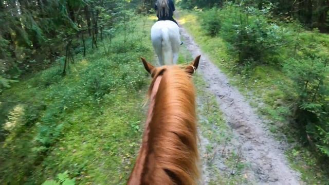 Прогулка верхом без сёдел! Падение с лошади.. смотреть онлайн