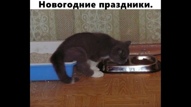 Самые смешные  прикольные картинки и абсолютно новые демотиваторы!