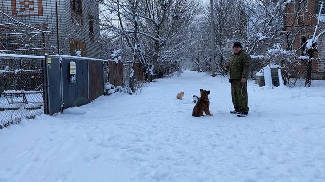 Команда ко мне с котами! Немецкая овчарка 3,5 месяцев Граф! смотреть онлайн