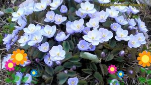 Джефферсония двулистная. Краткий обзор, описание характеристик jeffersonia diphylla