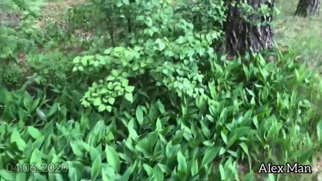 Ландыши в лесу так красиво душистые цветы любите их. 04.06.2020 ДежурныйпогородуБалахна