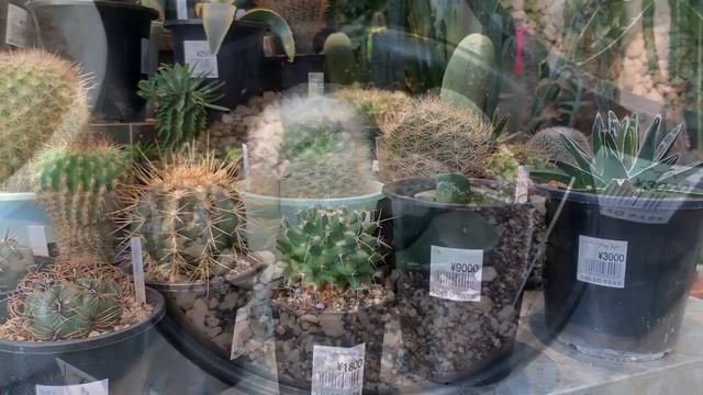 Токио. Цветочный магазин и не только. смотреть онлайн