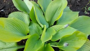 #хоста #СамэндСабстенс / Хоста Сам энд Сабстенс ( лат. hosta Sum and Substance). Жёлтая королевишн
