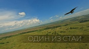 Один из стаи. Синематик FPV