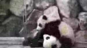 панды борятся