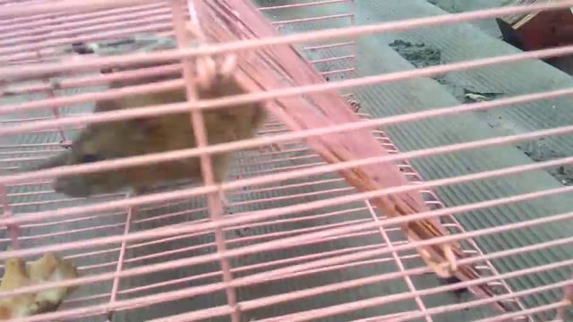 Самодельная живоловушка из старой клетки от попугаев_homemade Trap