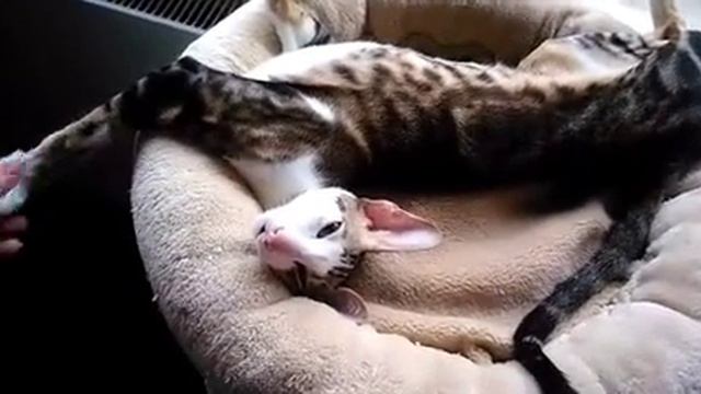 Сонный ориентальный котёнок потягивается и что-то говорит 💗ISweet Sleepy Oriental Kitten Talking