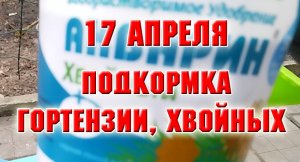 17 апреля. Чем я подкармливаю гортензии и хвойные?  Посадила розы