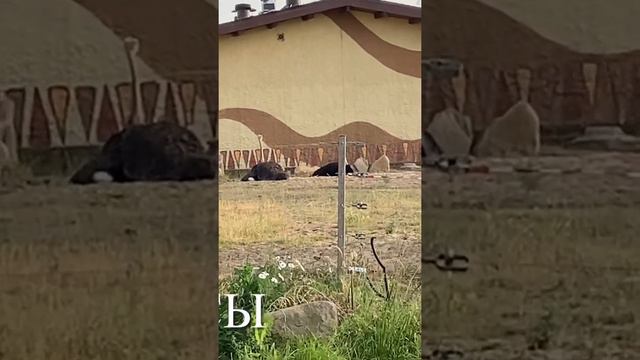 Река Замбези
