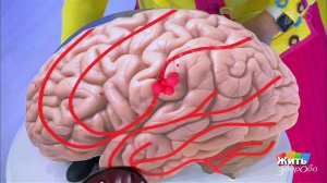 Инсульт у молодых. Профилактика и лечение. Жить здорово! Фрагмент выпуска от 20.06.2018