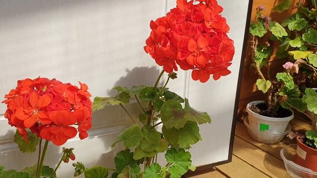 Shocking Orange смотреть онлайн