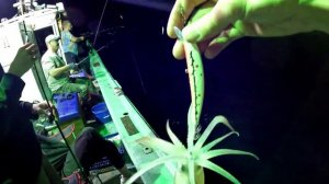 Ловля кальмара на кальмарные воблеры от Mr. Musurok