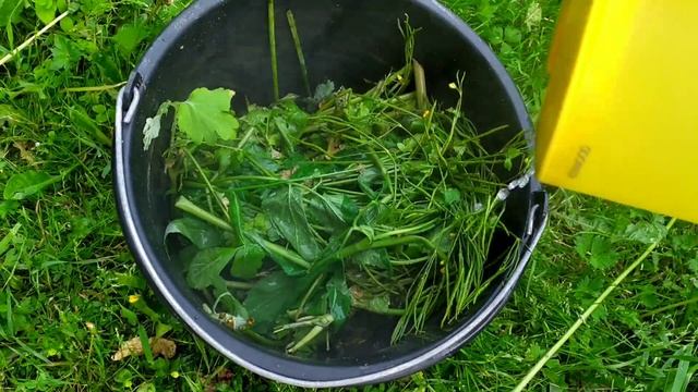 Дача/ заготовка сока чистотела/борьба с долгоносиком смотреть онлайн