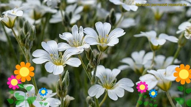 Ясколка фишера. Краткий обзор, описание характеристик, где купить саженцы cerastium fischerianum смотреть онлайн