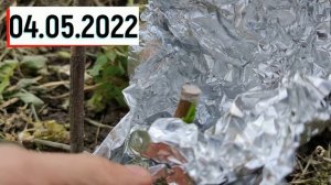 Прививка Персика в раскол расщеп // Grafting a Peach into a Split Split