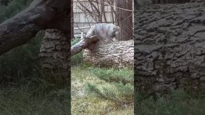 Интересно.Символ Московского зоопарка манул Тимофей зажировался к зиме, на прогулке.