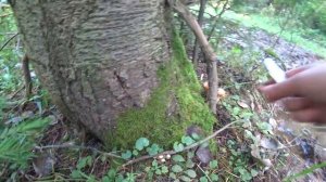 По грибы 24 авг 2019 (2)