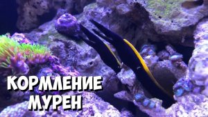 Мурены в аквариуме