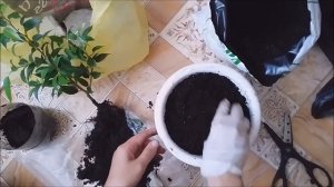 Прибавление в семействе фикусовых. Фикус Бенджамина сорт Наташа (Natasja)