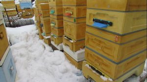 про утепление пчел в феврале и акцию у производителя ульев BienenHaus , со скидками до 20%