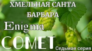 Хмельная Санта Барбара!Американский хмель!COMET и ENIGMA!