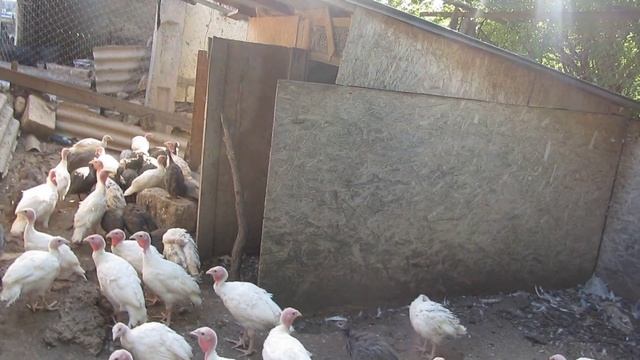 Цесарки / Содержание, кормление, разведение / Плюсы и минусы цесарок