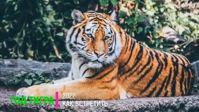 2022 год какого ЖИВОТНОГО по восточному календарю — ХАРАКТЕРИСТИКА, Гороскоп для знаков Зодиака