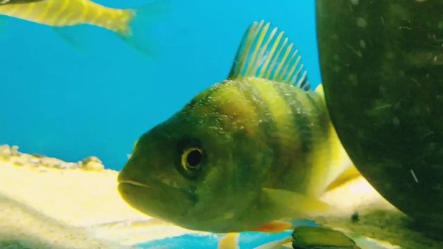 Реакция щуки на искусственную приманку в аквариуме.Раны на теле у щуки. смотреть онлайн