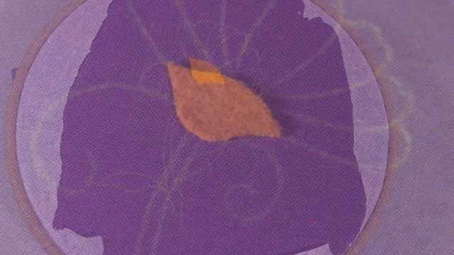 Goldwork embroidery for beginners - Introduction & felt padding. Goldwork flosstube tutorial