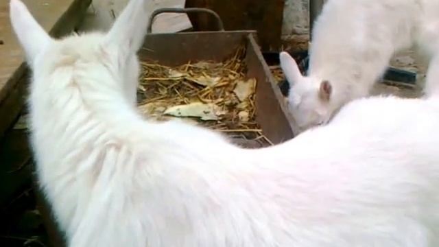 Зааненские козы семья смотреть онлайн