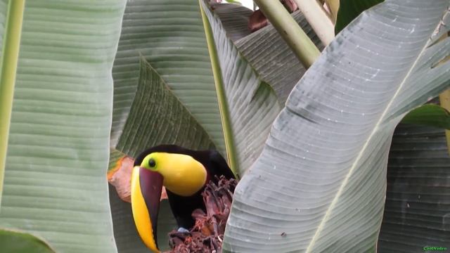 Желтогорлый Тукан ест банан смотреть онлайн