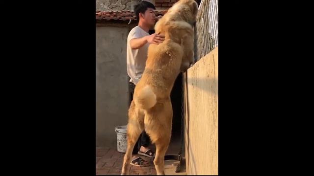 Central Asian Shepherd Biggest ferocious dog Alabai huge dog Giant dog смотреть онлайн
