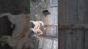 Небольшой обзор на бензо касу Хапер 043р18+