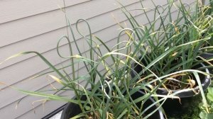 Обрезаем стрелки чеснока / Выращивание чеснока в вёдрах и бочках / 08 Июня 2016