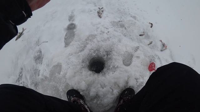 🔴 ВЕЦДАУГАВА, трудовая рыбалка в глухозимье! Если не клюет на балансиры нужно уговаривать мотылем!