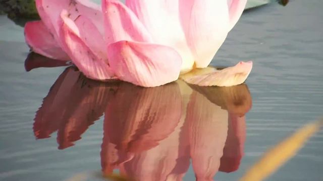 ВИДЕО ЦВЕТЕНИЕ ЛОТОСА = ПВН 2015 ГОД 90 смотреть онлайн