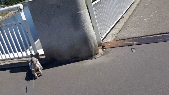 Dog vlog/Дог влог -Йорк на  пляже.