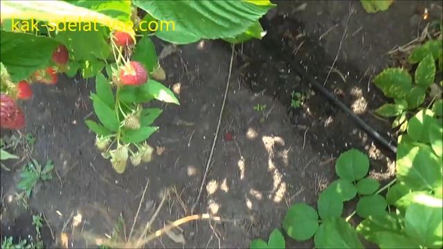 Сорта малины. Малина Джоан Джей (Joan J) смотреть онлайн