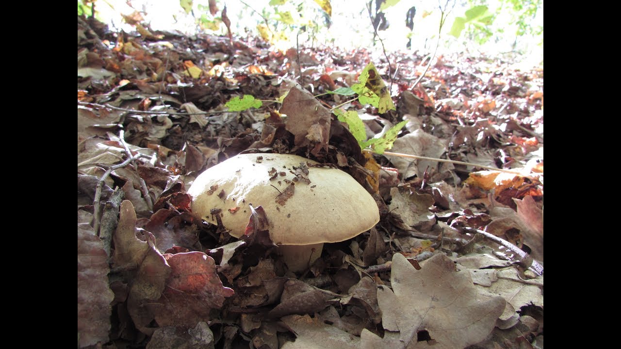 Сбор грибов 2021 смотреть онлайн