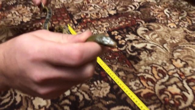 Измерение длины тонкохвостого полоза (Orthriophis taeniurus friesei) и его реакция на это смотреть онлайн
