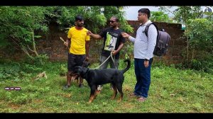 Europian Doberman, Rottweiler, Dogo Argentino, Turkish Kangal Dog in Odisha from Manas Bhai